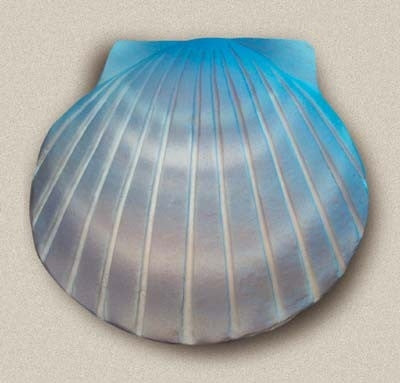 Shell Aqua Biodegradable Urn